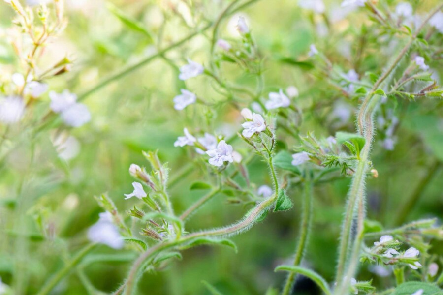 Bergminze Calamintha nepeta 'Blue Cloud' 5-10 Topf P9 Calamintha nepeta 'Blue Cloud'