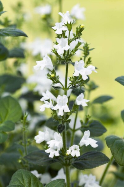 Bergminze Calamintha nepeta 'White Cloud' 5-10 Topf P9 Calamintha nepeta 'White Cloud'
