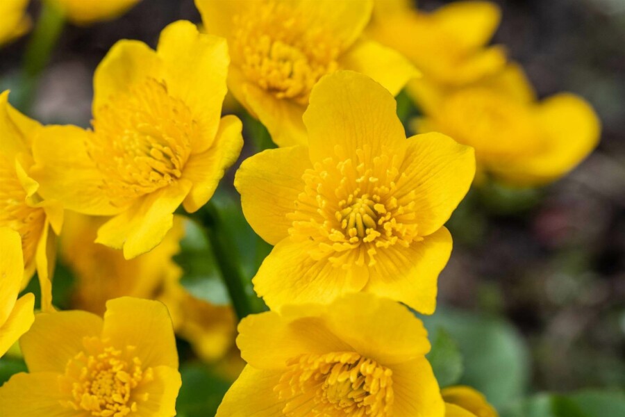 Sumpfdotterblume Caltha palustris 5-10 Topf P9 Caltha palustris