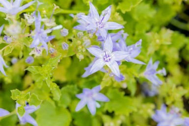 Glockenblume Campanula garganica 5-10 Topf P9 Campanula garganica