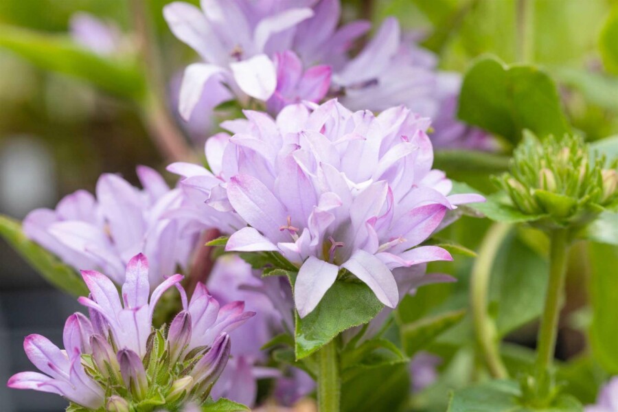 Knäuel-Glockenblume Campanula glomerata 'Caroline' 5-10 Topf P9 Campanula glomerata 'Caroline'