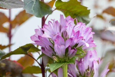 Knäuel-Glockenblume Campanula glomerata 'Caroline' 5-10 Topf P9 Campanula glomerata 'Caroline'