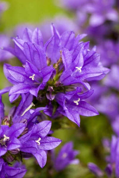 Dichtblütige glockenblume Campanula glomerata 5-10 Topf P9 Campanula glomerata