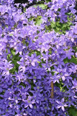 Weiße glockenblume Campanula lactiflora 5-10 Topf P9 Campanula lactiflora