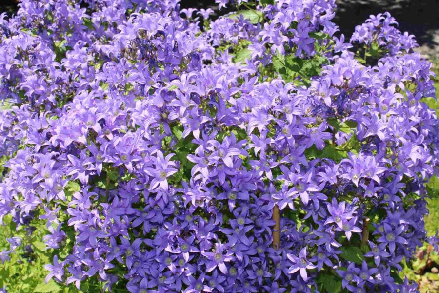 Weiße glockenblume Campanula lactiflora 5-10 Topf P9 Campanula lactiflora