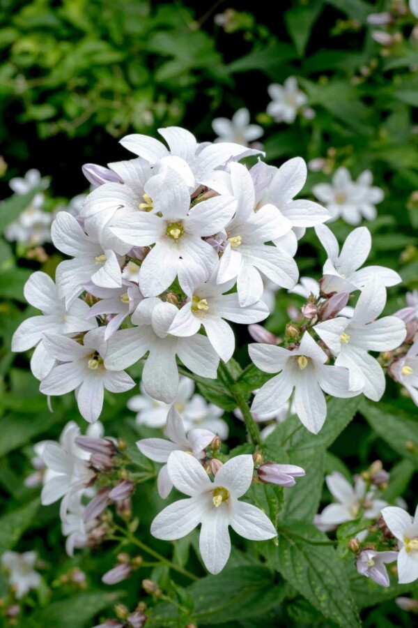 Waldglockenblume Campanula latifolia 'Alba' 5-10 Topf P9 Campanula latifolia 'Alba'