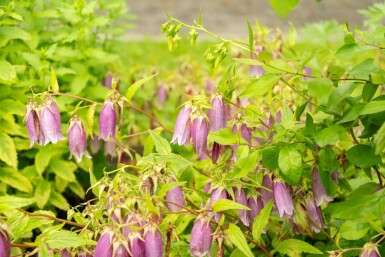 Koreanische glockenblume Campanula takesimana 5-10 Topf P9 Campanula takesimana