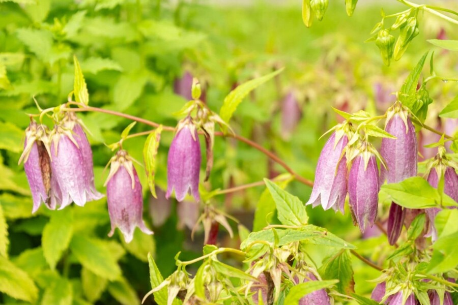 Koreanische glockenblume Campanula takesimana 5-10 Topf P9 Campanula takesimana