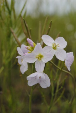 Kuckucksblume Cardamine pratensis 5-10 Topf P9 Cardamine pratensis