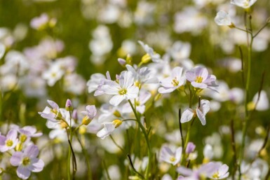 Kuckucksblume Cardamine pratensis 5-10 Topf P9 Cardamine pratensis