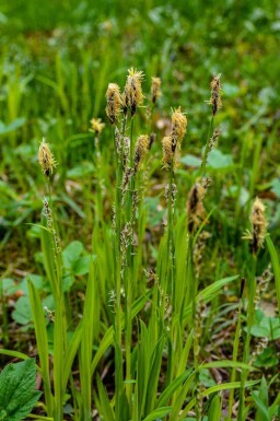 Scharfkantige segge Carex acutiformis 5-10 Topf P9 Carex acutiformis