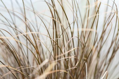 Neuseeland-Segge Carex comans 'Bronze Form' 5-10 Topf P9 Carex comans 'Bronze Form'