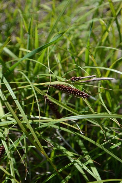 Blaugrüne segge Carex flacca 5-10 Topf P9 Carex flacca