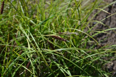 Blaugrüne segge Carex flacca 5-10 Topf P9 Carex flacca
