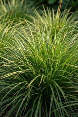 Immergrüne segge Carex oshimensis 'Evergreen' 5-10 Topf P9 Carex oshimensis 'Evergreen'