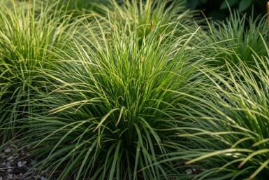 Immergrüne segge Carex oshimensis 'Evergreen' 5-10 Topf P9 Carex oshimensis 'Evergreen'