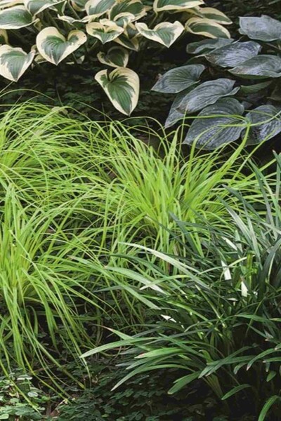 Gold-Segge Carex oshimensis 'Everillo' 5-10 Topf P9 Carex oshimensis 'Everillo'