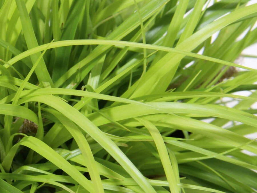 Gold-Segge Carex oshimensis 'Everillo' 5-10 Topf P9 Carex oshimensis 'Everillo'