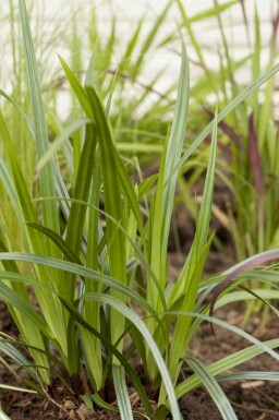 Breitblättrige segge Carex plantaginea 5-10 Topf P9 Carex plantaginea