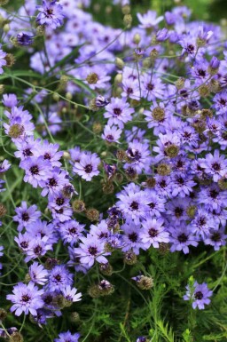 Blaue rasselblume Catananche caerulea 5-10 Topf P9 Catananche caerulea