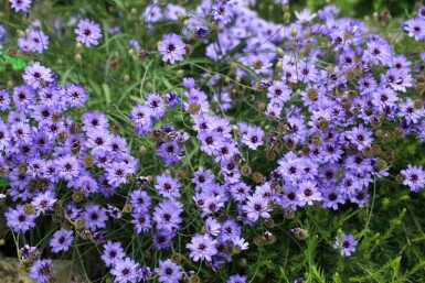 Blaue rasselblume Catananche caerulea 5-10 Topf P9 Catananche caerulea