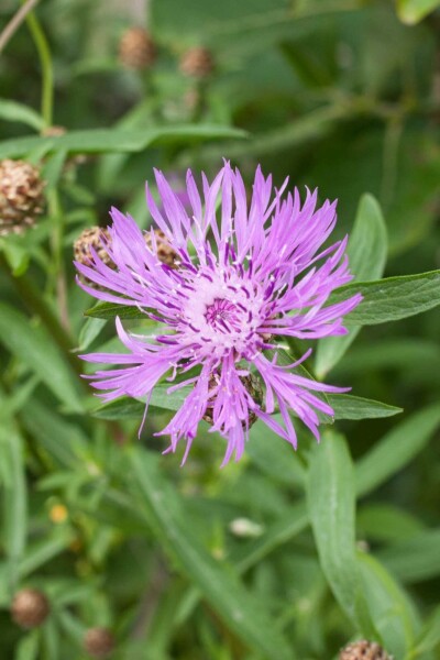 Flockenblume Centaurea jacea 5-10 Topf P9 Centaurea jacea