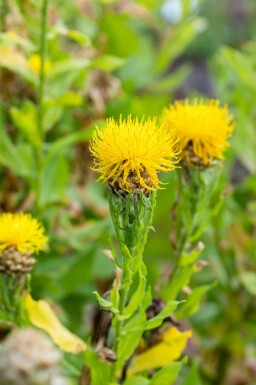 Riesenflockenblume Centaurea macrocephala 5-10 Topf P9 Centaurea macrocephala