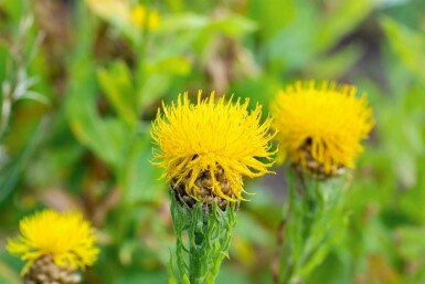 Riesenflockenblume Centaurea macrocephala 5-10 Topf P9 Centaurea macrocephala
