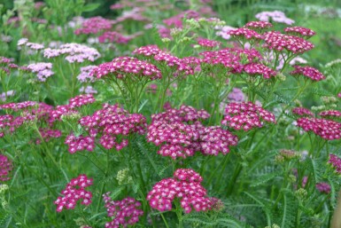 Schafgarbe Achillea millefolium 'Cerise Queen' Topf Achillea millefolium 'Cerise Queen'