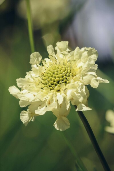 Riesenskabiose Cephalaria gigantea 5-10 Topf P9 Cephalaria gigantea