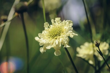 Riesenskabiose Cephalaria gigantea 5-10 Topf P9 Cephalaria gigantea