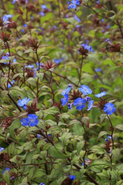 Chinesische bleiwurz Ceratostigma willmottianum 5-10 Topf P9 Ceratostigma willmottianum