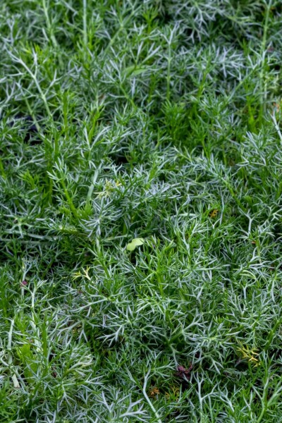 Römische kamille Chamaemelum nobile 'Treneague' 5-10 Topf P9 Chamaemelum nobile 'Treneague'