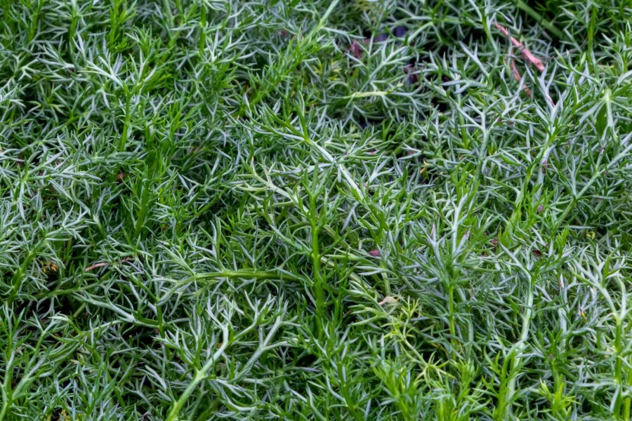 Römische kamille Chamaemelum nobile 'Treneague' 5-10 Topf P9 Chamaemelum nobile 'Treneague'