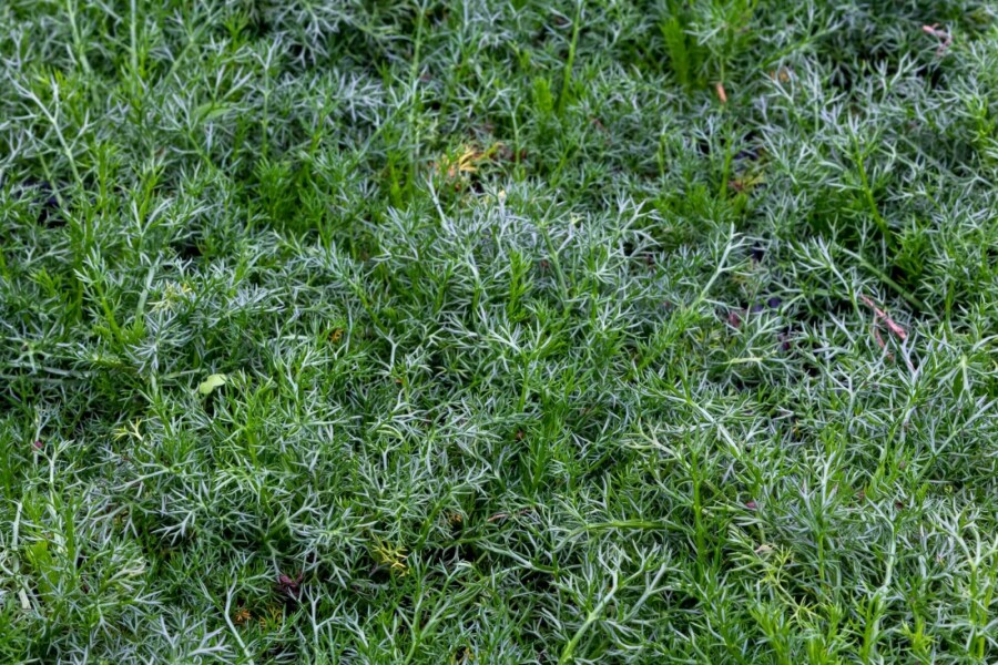 Römische kamille Chamaemelum nobile 'Treneague' 5-10 Topf P9 Chamaemelum nobile 'Treneague'