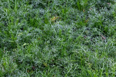 Römische kamille Chamaemelum nobile 'Treneague' 5-10 Topf P9 Chamaemelum nobile 'Treneague'