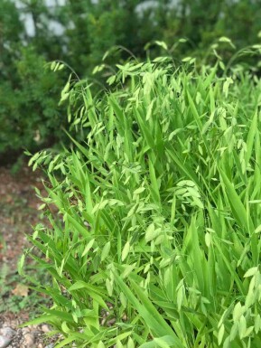 Plattährengras Chasmanthium latifolium 5-10 Topf P9 Chasmanthium latifolium