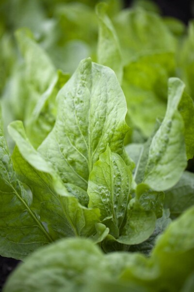 Zichorie Cichorium intybus 5-10 Topf P9 Cichorium intybus