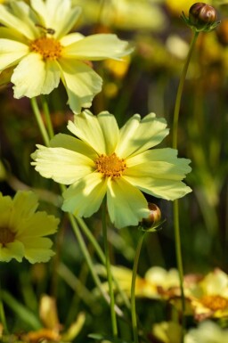 Mädchenauge Coreopsis verticillata 'Full Moon' 5-10 Topf P9 Coreopsis verticillata 'Full Moon'