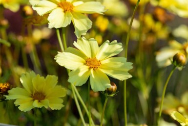 Mädchenauge Coreopsis verticillata 'Full Moon' 5-10 Topf P9 Coreopsis verticillata 'Full Moon'