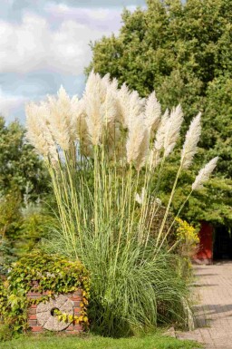 Pampasgras Cortaderia selloana 5-10 Topf P9 Cortaderia selloana