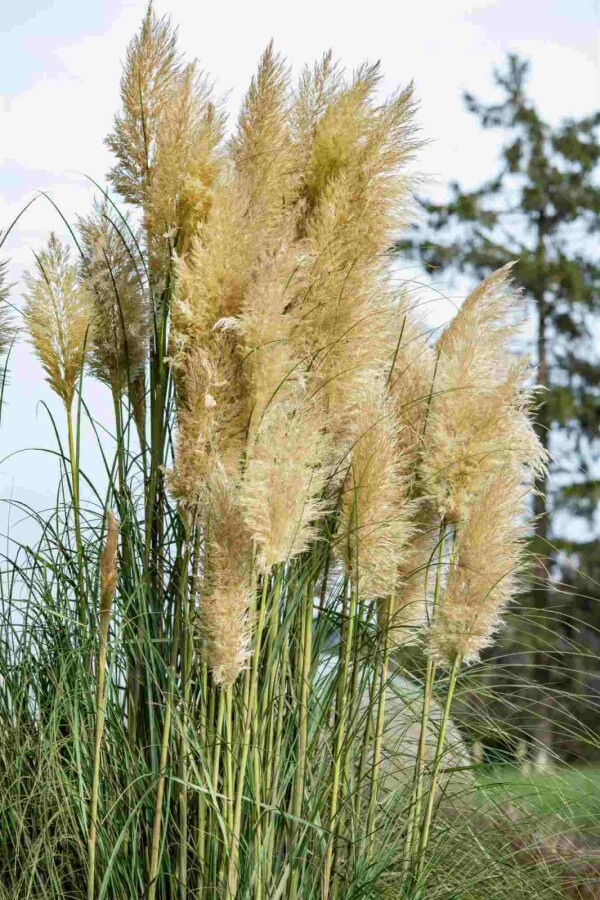 Pampasgras Cortaderia selloana 5-10 Topf P9 Cortaderia selloana