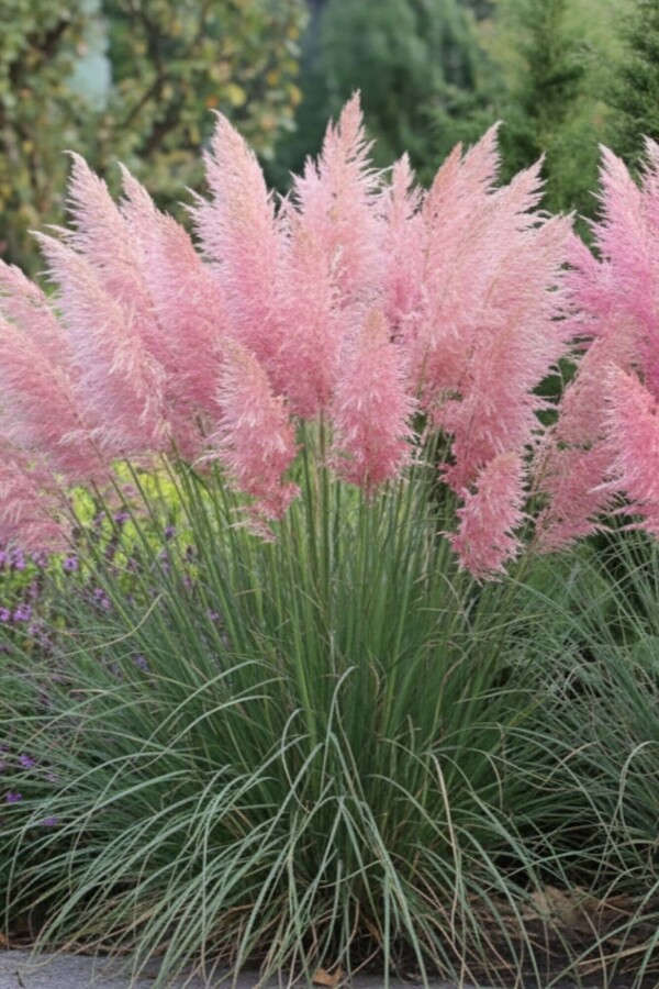 Cortaderia selloana 'Rosea' (Pampasgras) kaufen P9