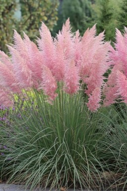 Pampasgras Cortaderia selloana 'Rosea' 5-10 Topf P9 Cortaderia selloana 'Rosea'