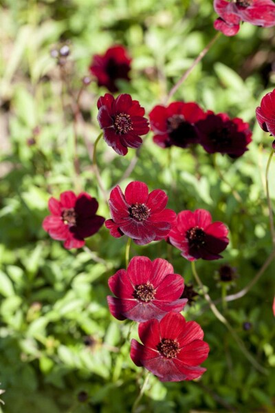 Schokoladenblume Cosmos atrosanguineus 5-10 Topf P9 Cosmos atrosanguineus