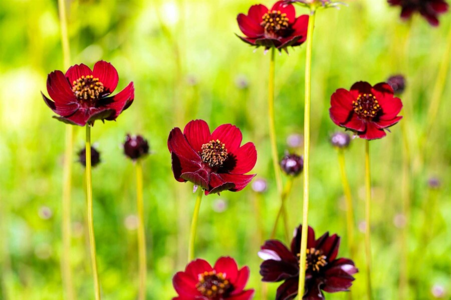 Schokoladenblume Cosmos atrosanguineus 5-10 Topf P9 Cosmos atrosanguineus