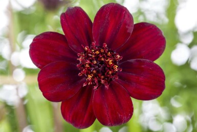 Schokoladenblume Cosmos atrosanguineus 5-10 Topf P9 Cosmos atrosanguineus