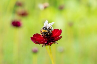 Schokoladenblume Cosmos atrosanguineus 5-10 Topf P9 Cosmos atrosanguineus