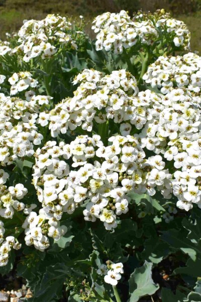 Meerkohl Crambe maritima 5-10 Topf P9 Crambe maritima