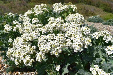 Meerkohl Crambe maritima 5-10 Topf P9 Crambe maritima